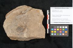 Foto (Objekt + Etikett) von Walchia piniformis Sternbg. (NHMW-GEO-2024-0188-11121)